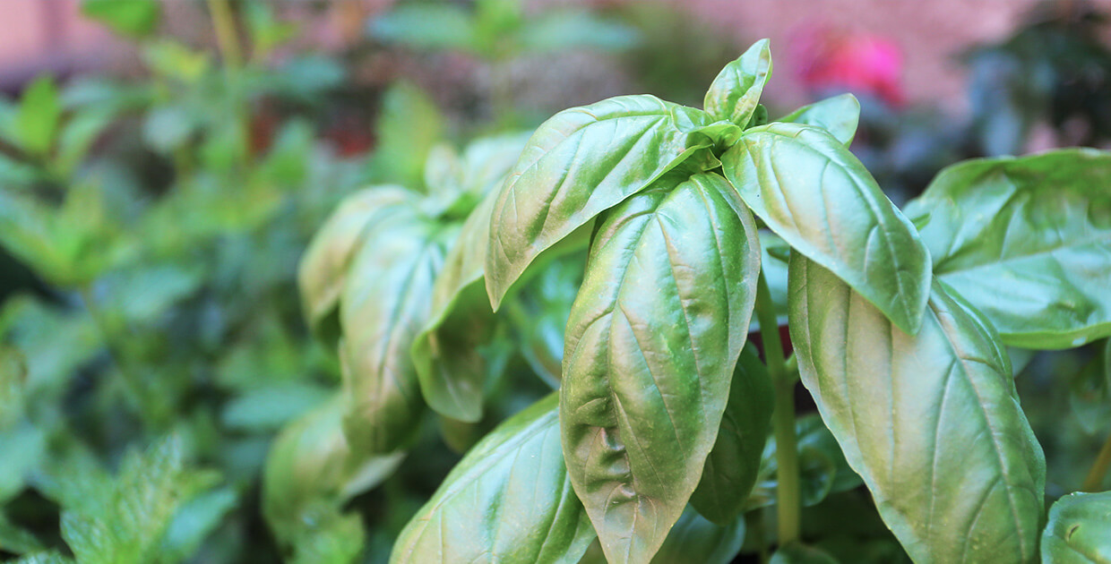 Hostel Celica's herbal garden