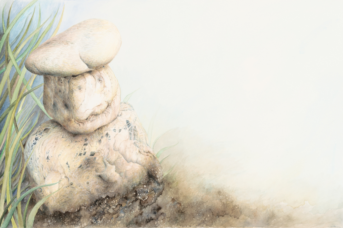 Alenka Spacal: Bajalkine ilustracije