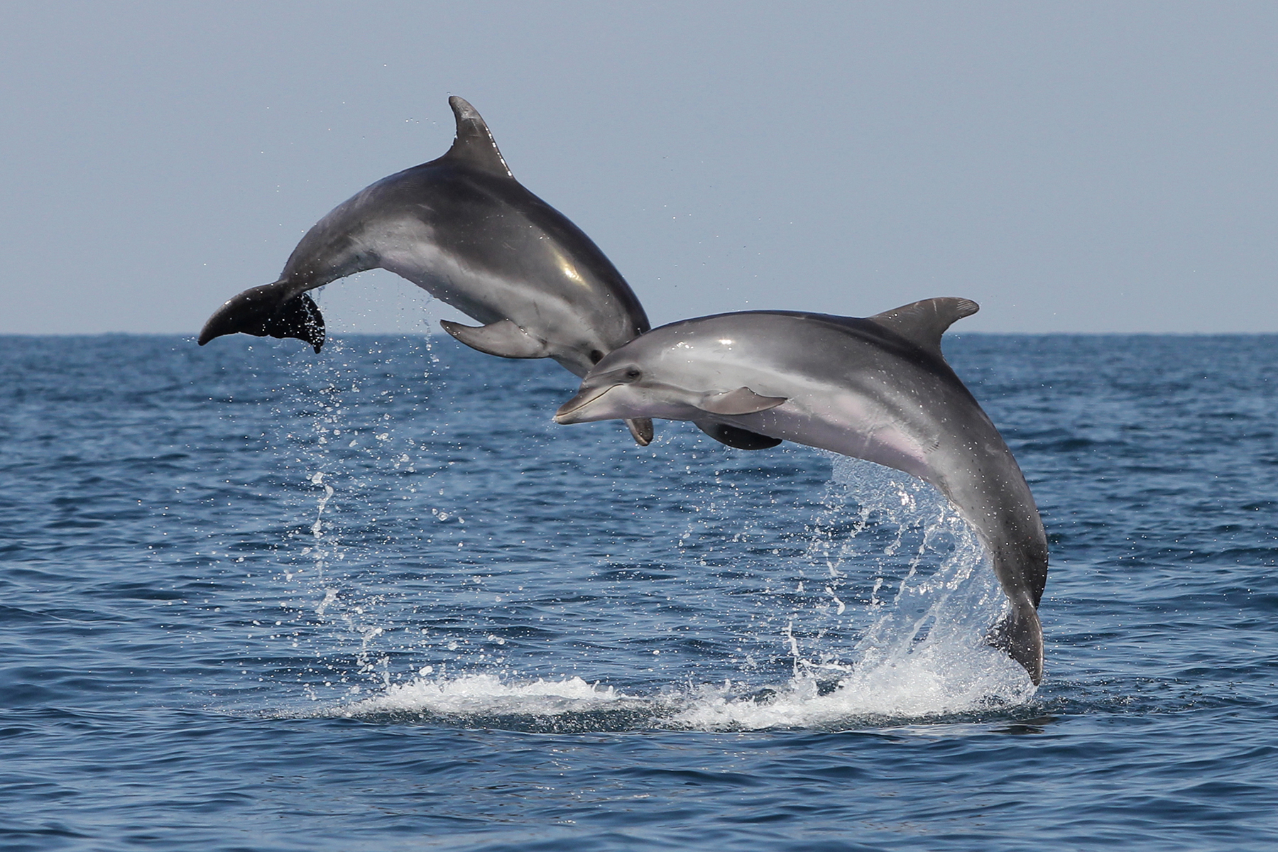 Predavanje društva DONDES: Delfini ob slovenski obali