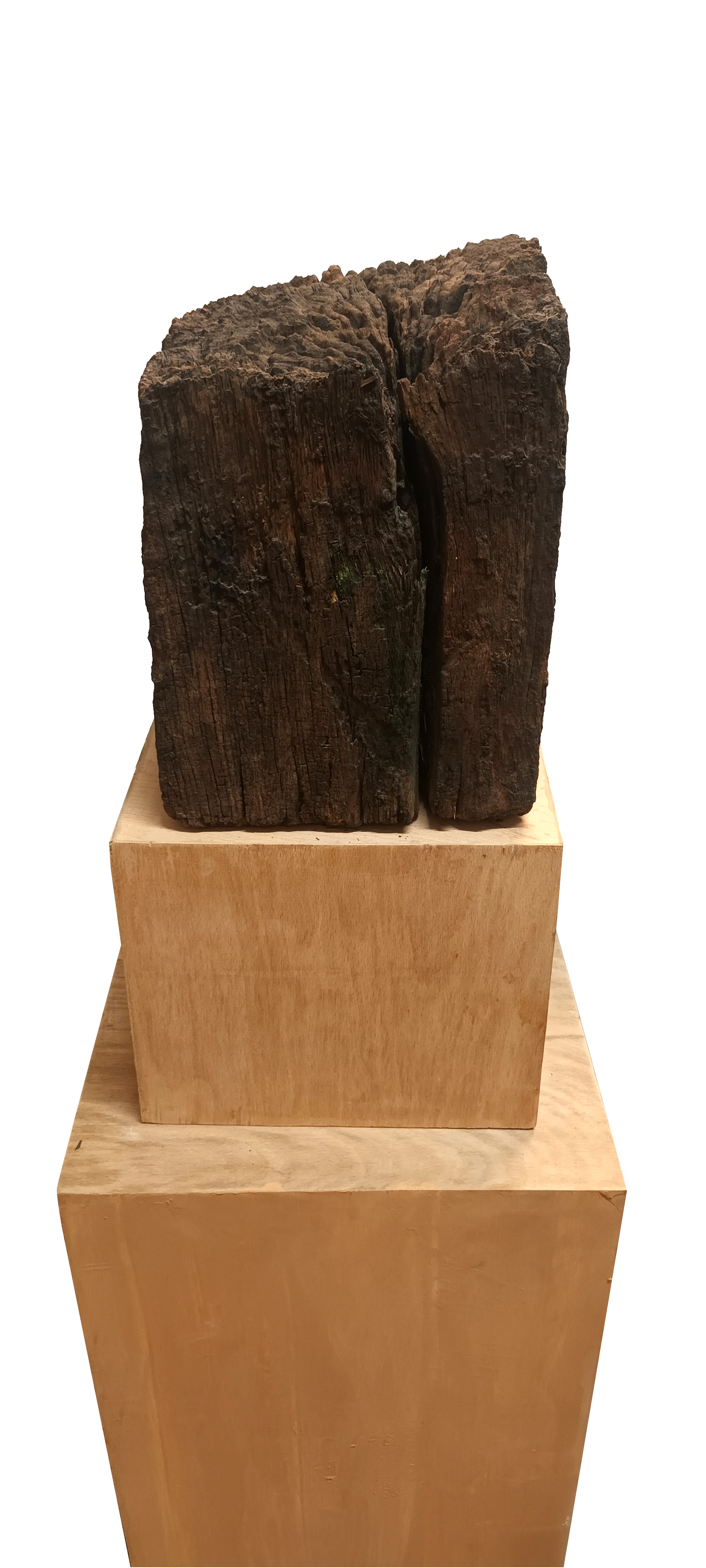 Ljubomir Zidar: An Ode to a Tree